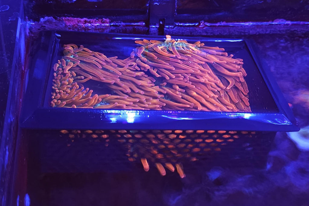Floating Anemone Coral Basket | Reef Tank | Saltwater | 4x6 inch, 6x6 inch, 6x8 inch, 12x12 inch | Suction cup or Magnetic