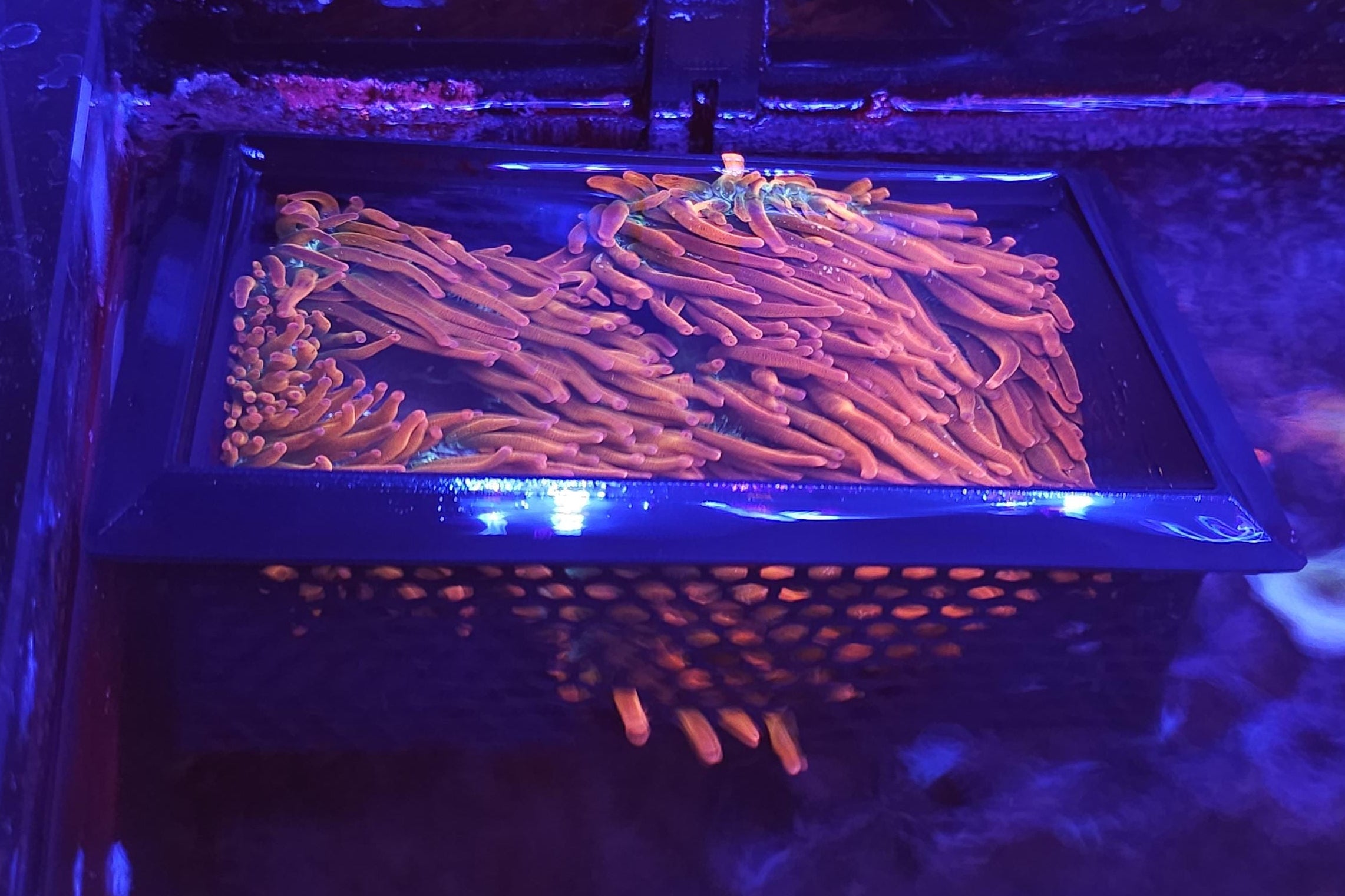 Floating Anemone Coral Basket | Reef Tank | Saltwater | 4x6 inch, 6x6 inch, 6x8 inch, 12x12 inch | Suction cup or Magnetic